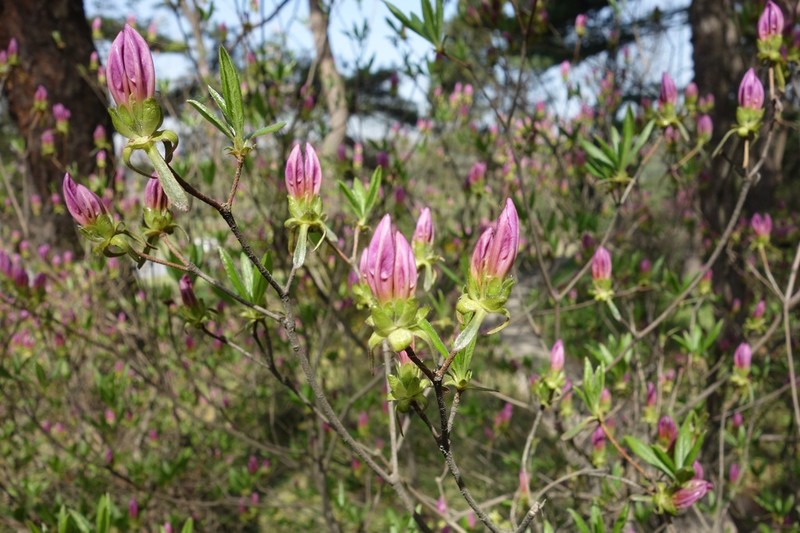 Rhododendron yedoense photo 3