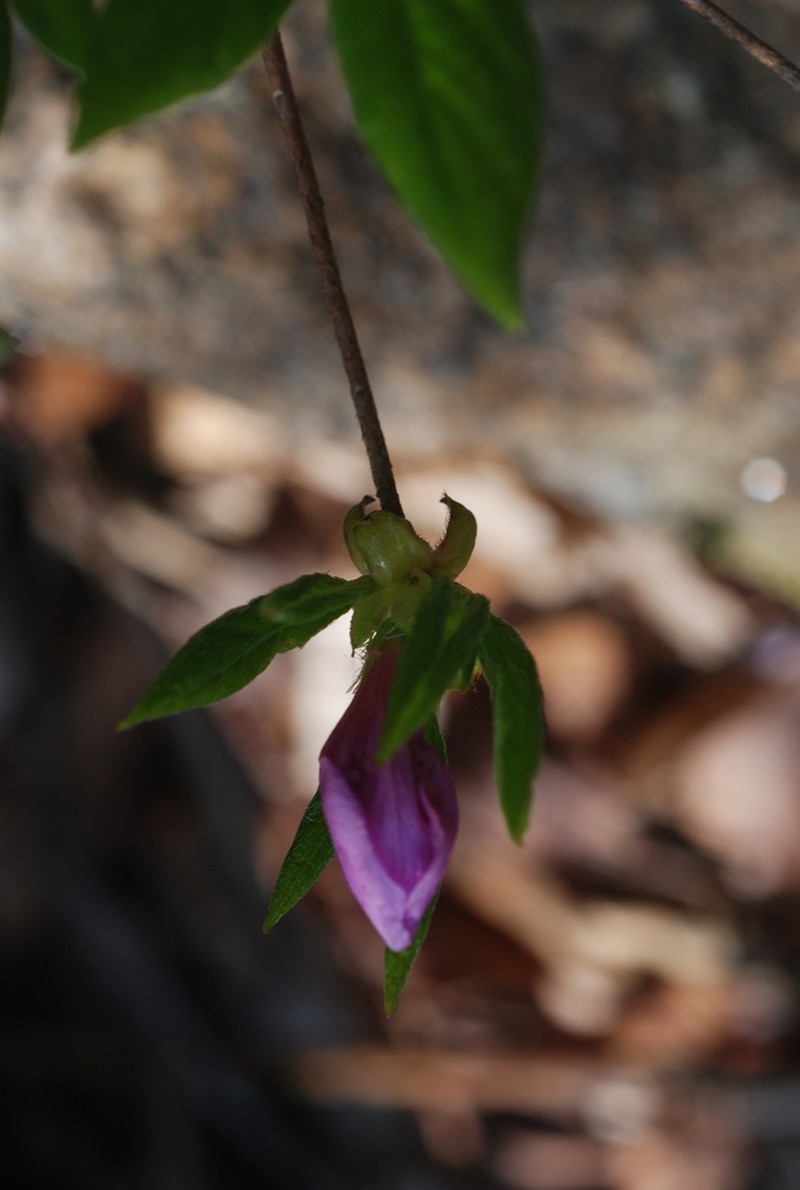 Rhododendron yedoense photo 5