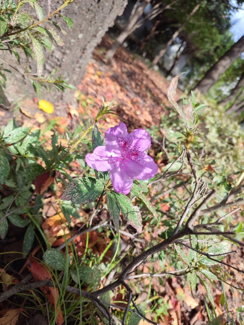 Rhododendron yedoense photo 6