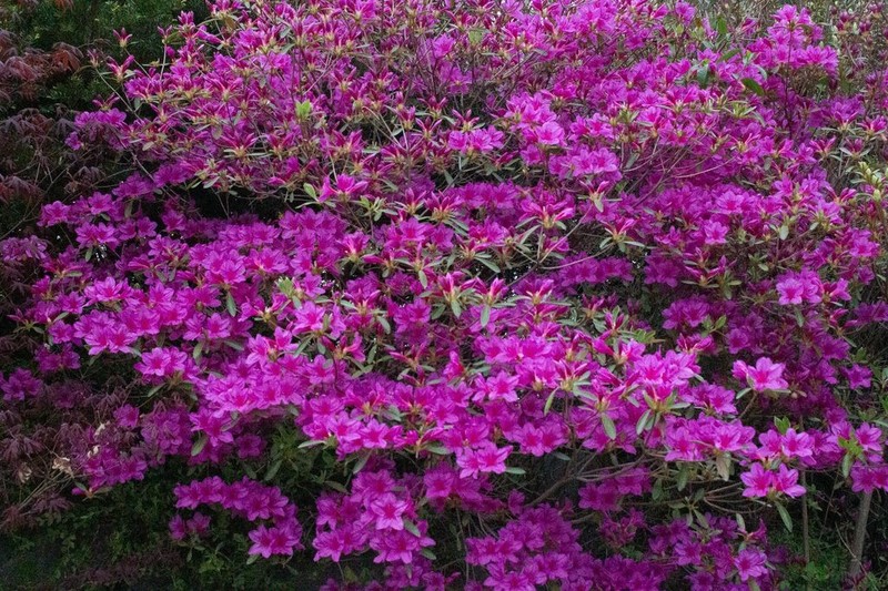 Rhododendron yedoense photo 7