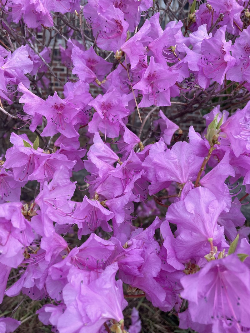 Rhododendron yedoense f. poukhanense photo 2