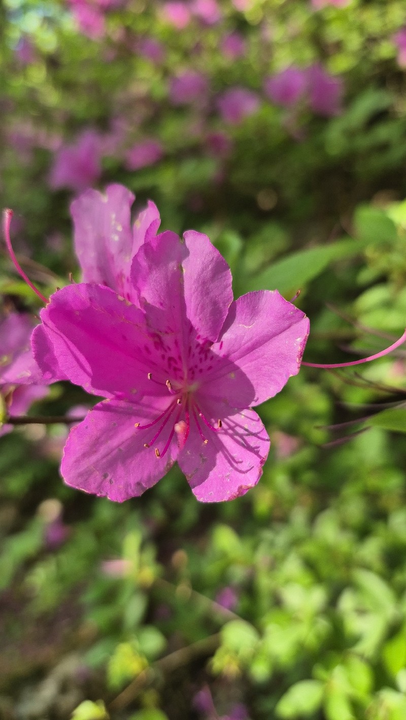Rhododendron yedoense f. poukhanense photo 4