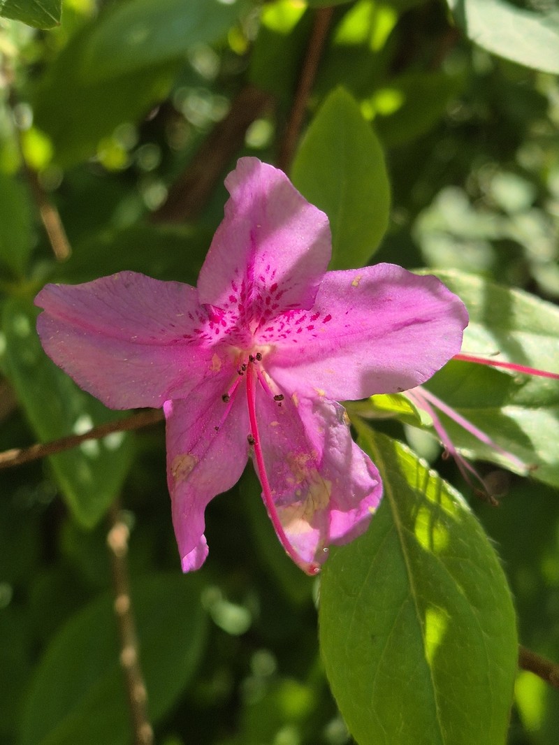 Rhododendron yedoense f. poukhanense photo 5
