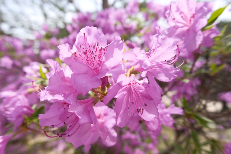 Rhododendron yedoense f. poukhanense photo 6