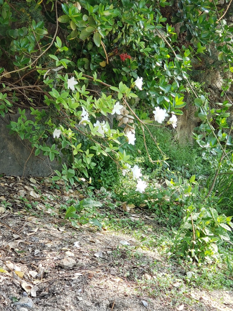 Rhododendron yedoense f. poukhanense photo 7