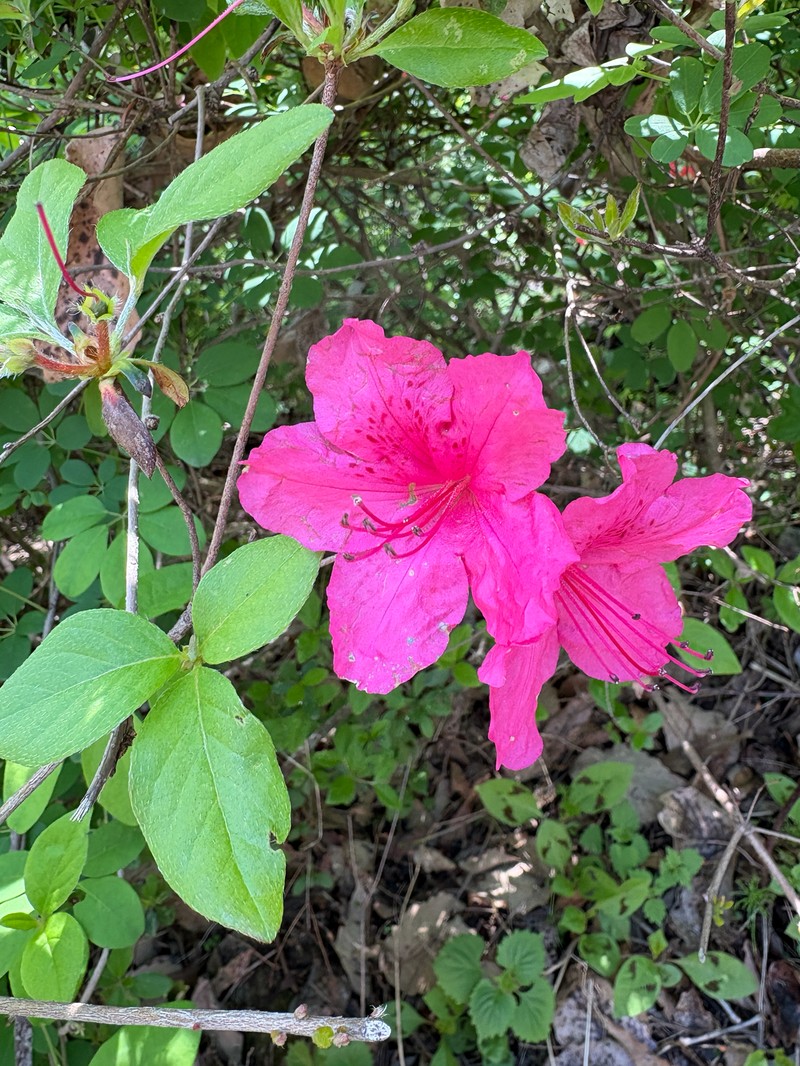 Rhododendron yedoense f. poukhanense photo 8