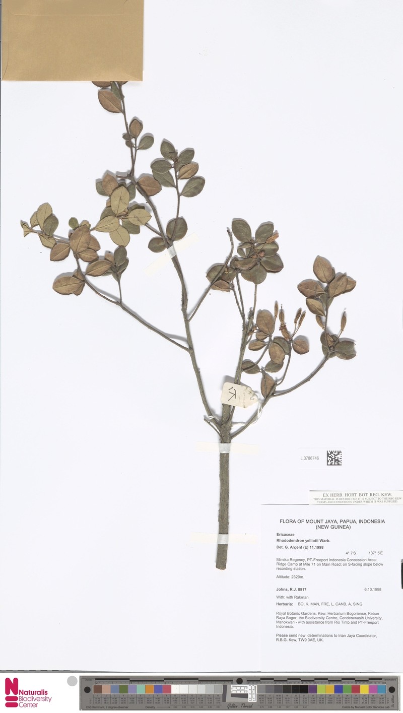 Rhododendron yelliottii