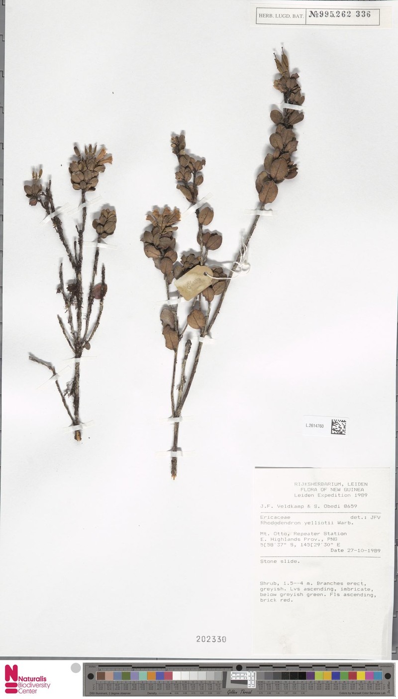 Rhododendron yelliottii photo 2