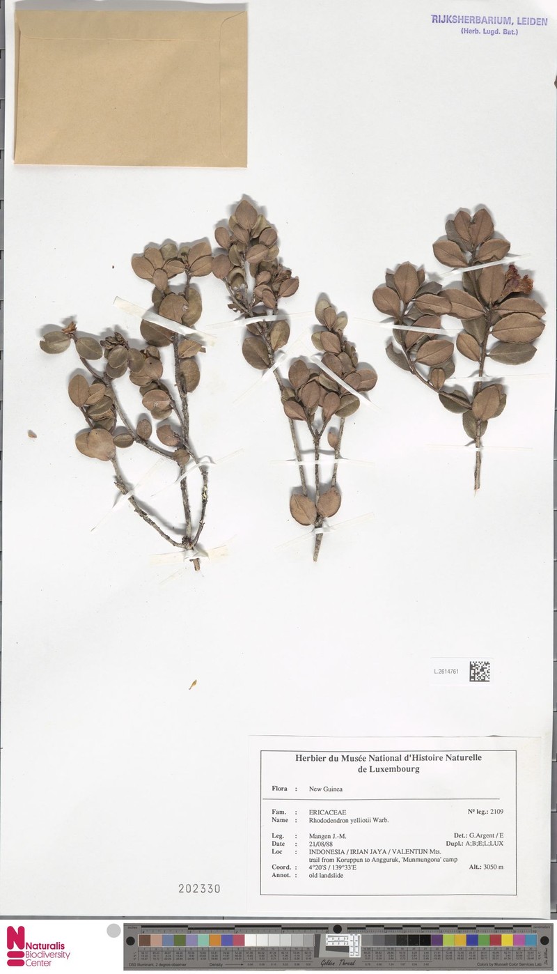 Rhododendron yelliottii photo 3