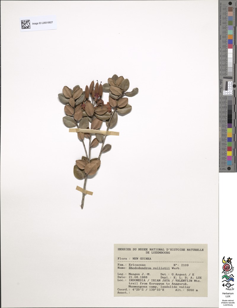 Rhododendron yelliottii photo 4