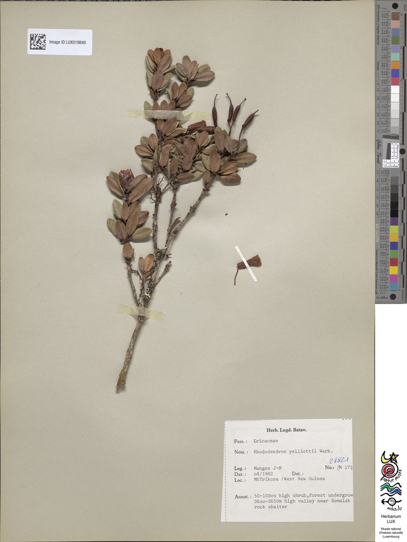 Rhododendron yelliottii photo 5