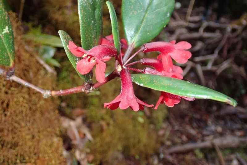 Rhododendron yongii