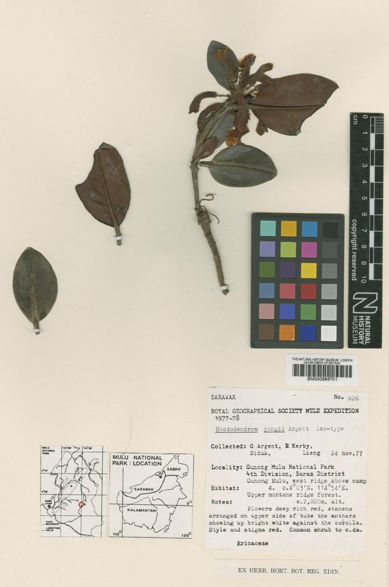 Rhododendron yongii photo 2