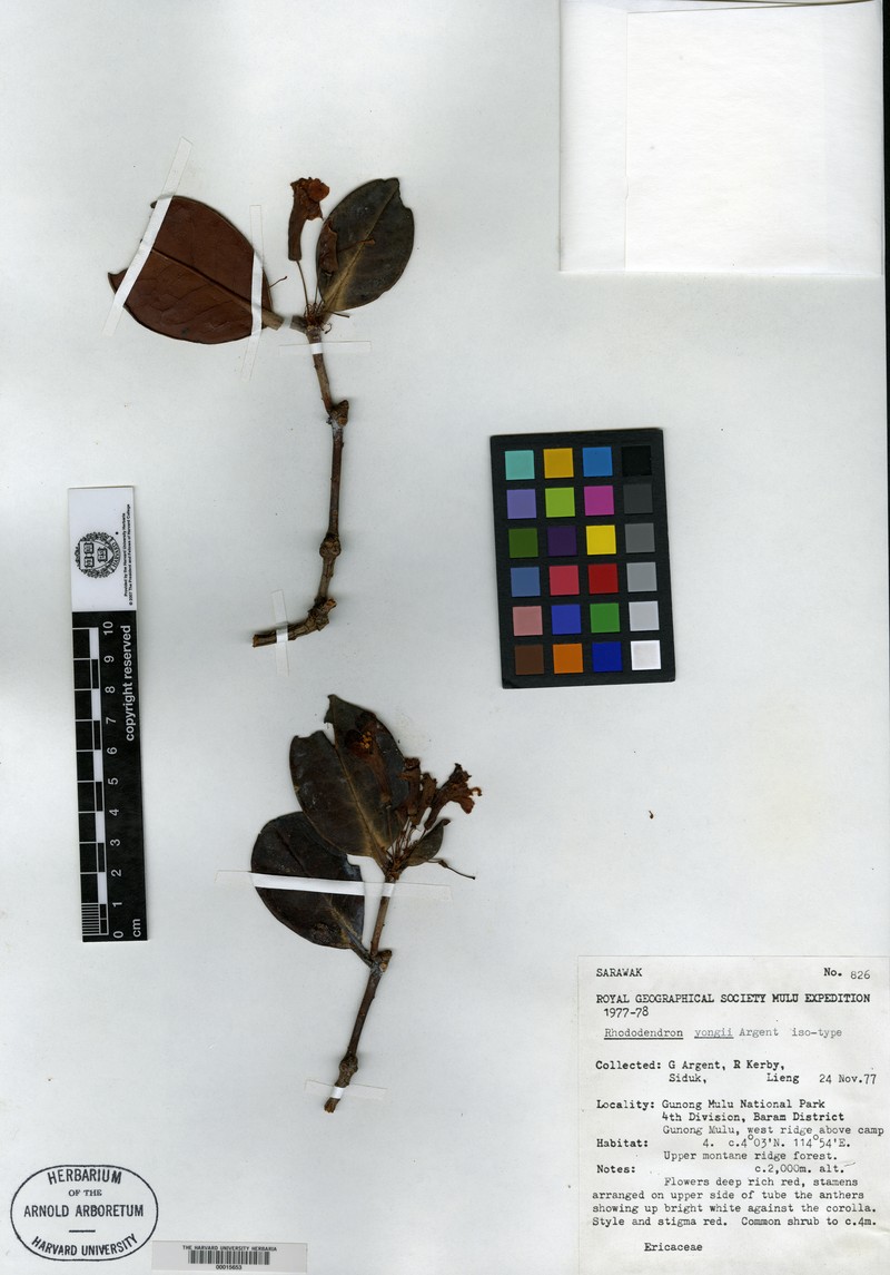 Rhododendron yongii photo 3