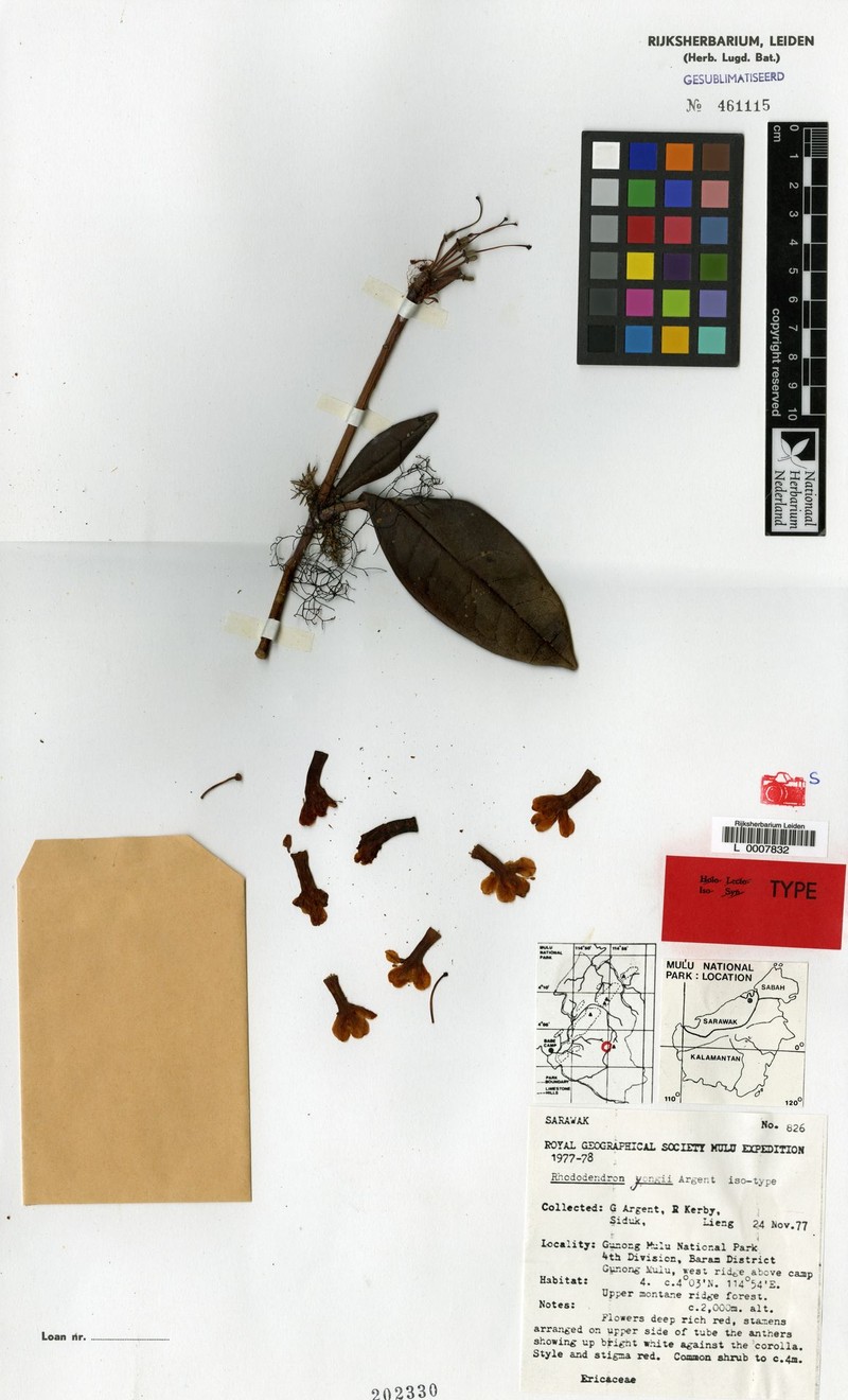 Rhododendron yongii photo 4