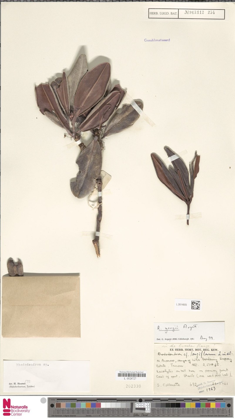 Rhododendron yongii photo 6