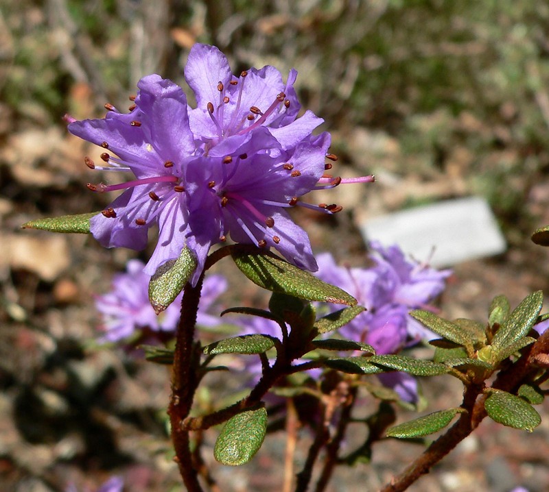 Rhododendron yungningense