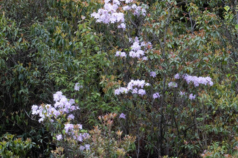 Rhododendron yunnanense