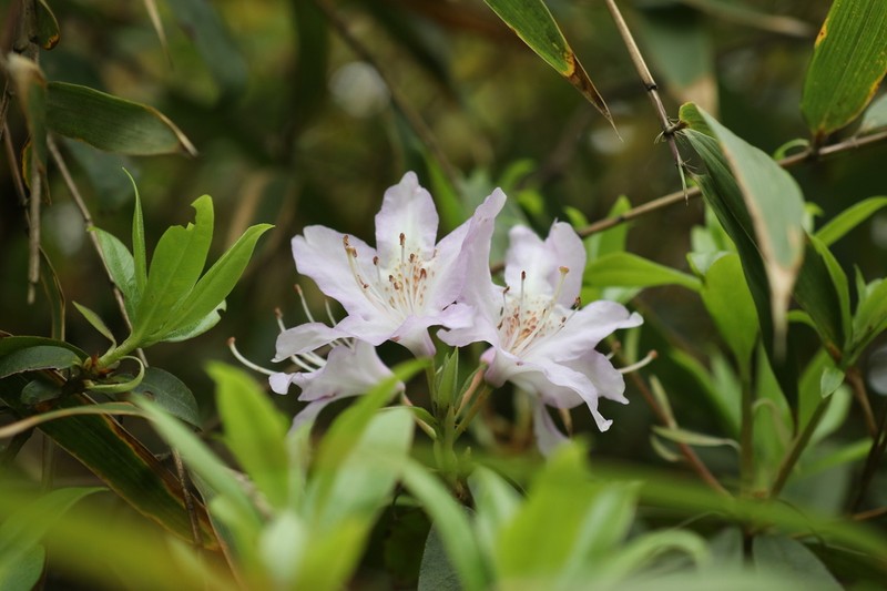 Rhododendron yunnanense photo 2