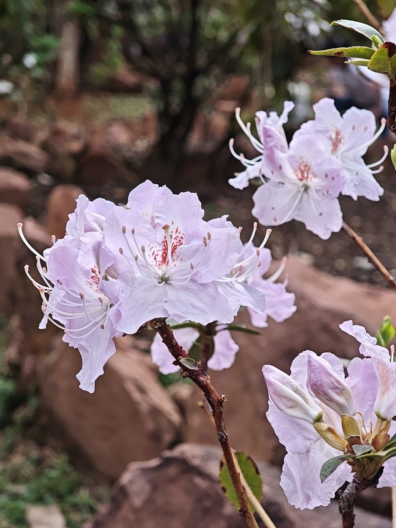 Rhododendron yunnanense photo 3