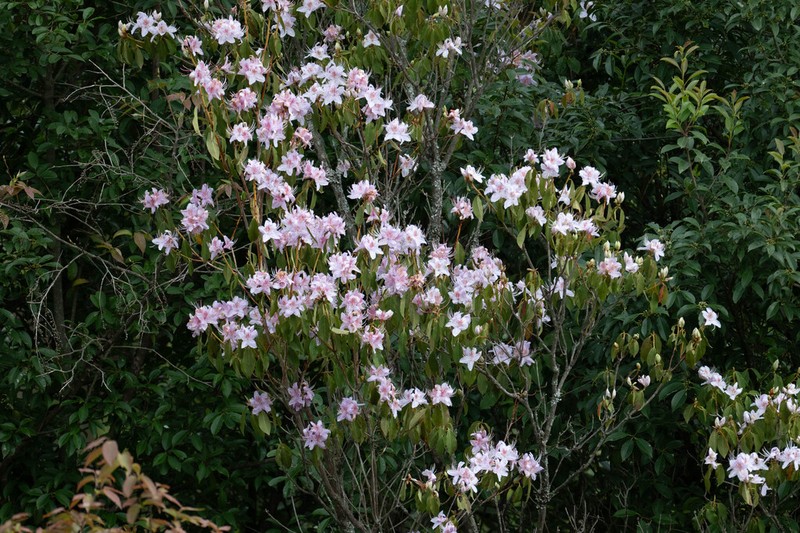 Rhododendron yunnanense photo 4