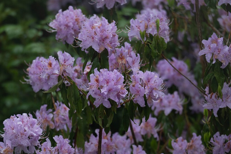 Rhododendron yunnanense photo 5