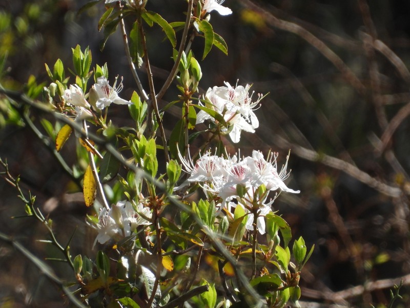 Rhododendron yunnanense photo 6