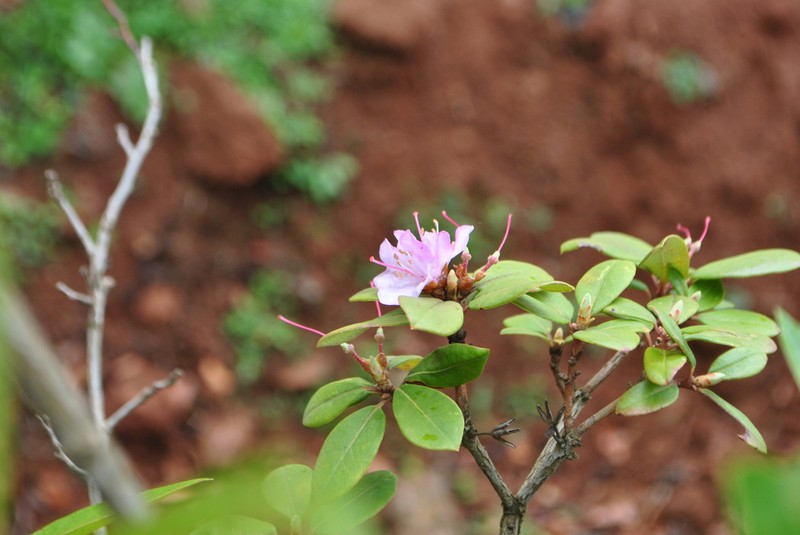 Rhododendron yunnanense photo 7