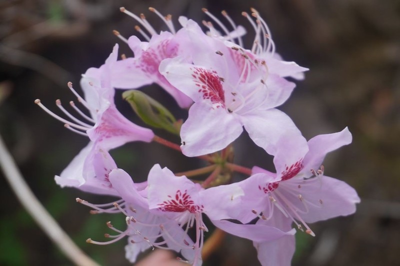 Rhododendron yunnanense photo 8