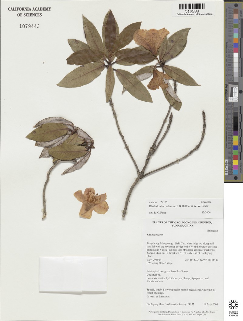 Rhododendron zaleucum