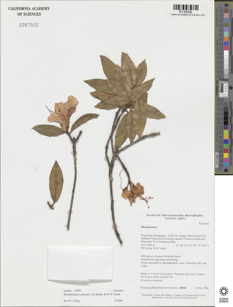 Rhododendron zaleucum photo 2