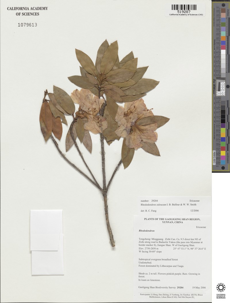 Rhododendron zaleucum photo 3