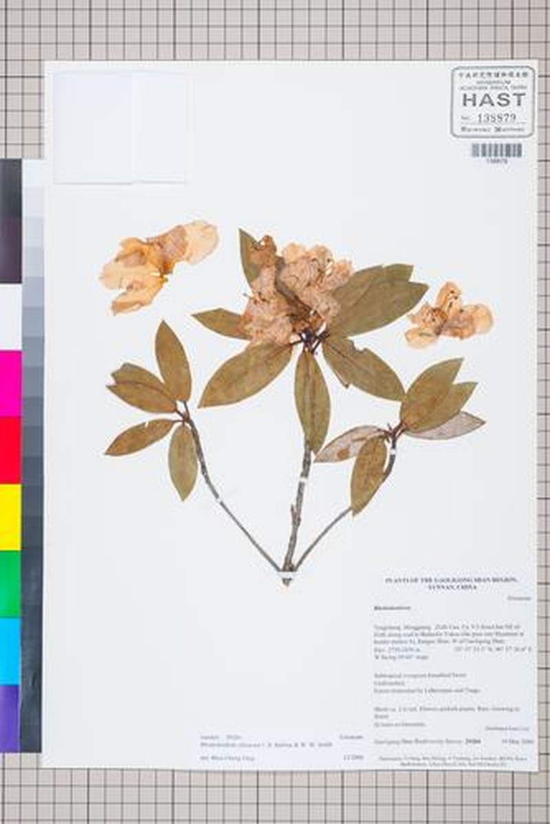 Rhododendron zaleucum photo 4