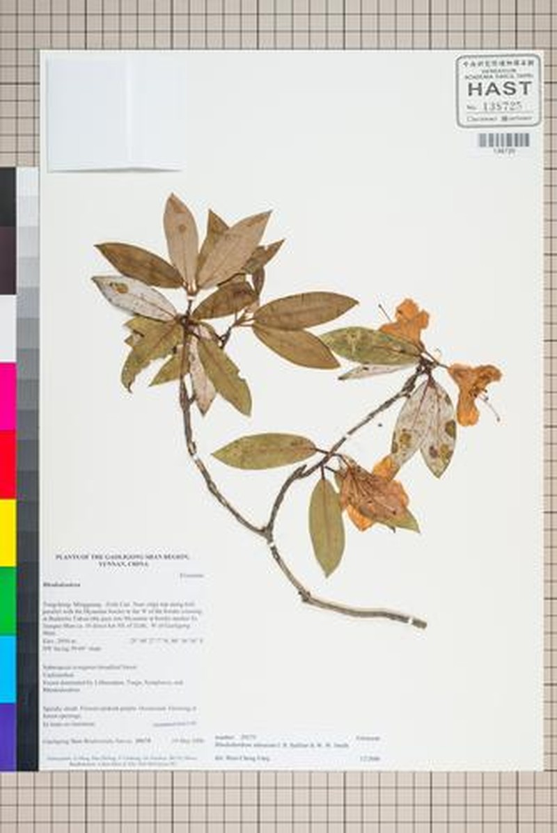 Rhododendron zaleucum photo 5