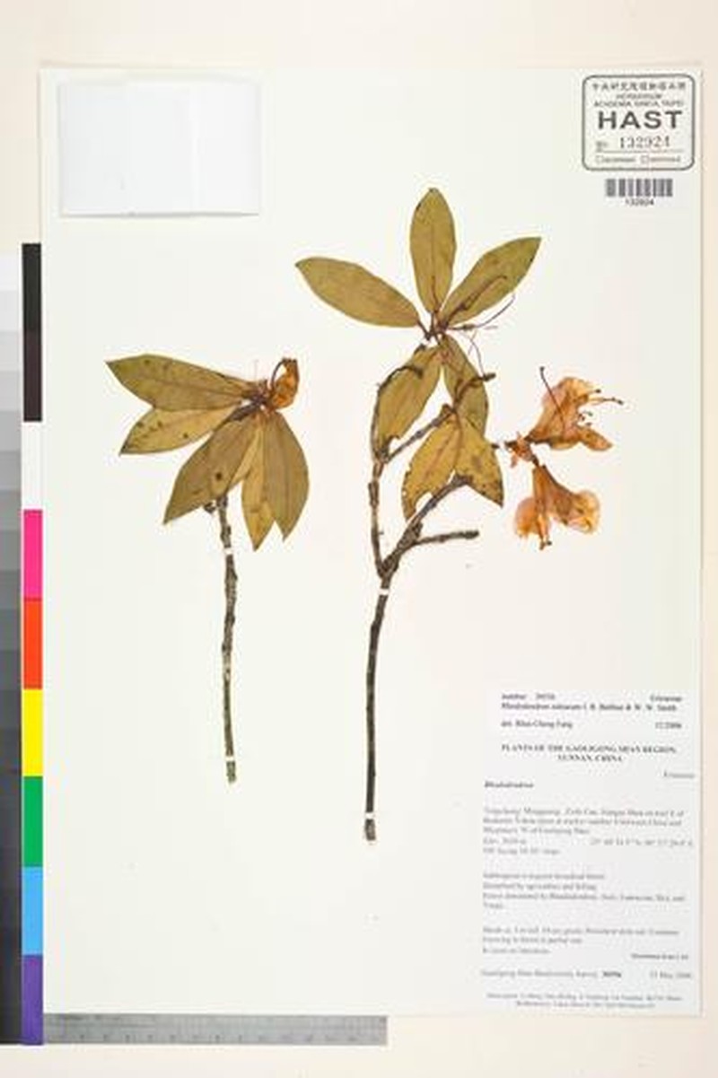 Rhododendron zaleucum photo 6