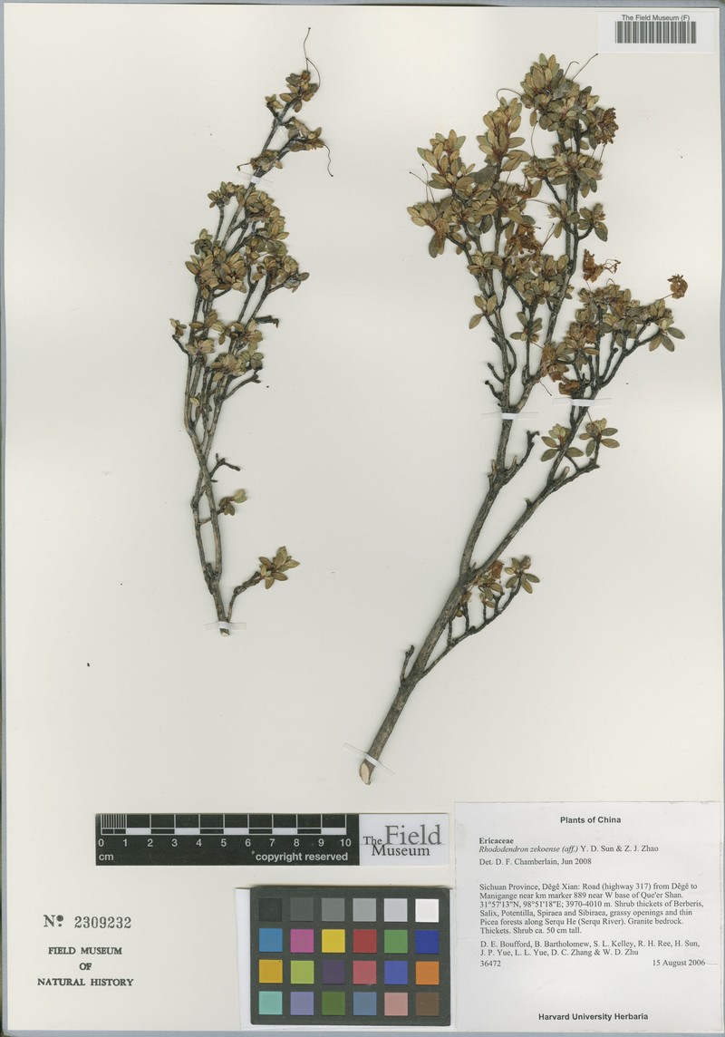 Rhododendron zekoense