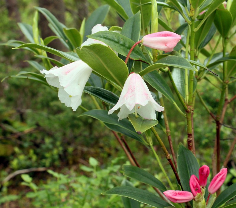 Rhododendron ziyuanense