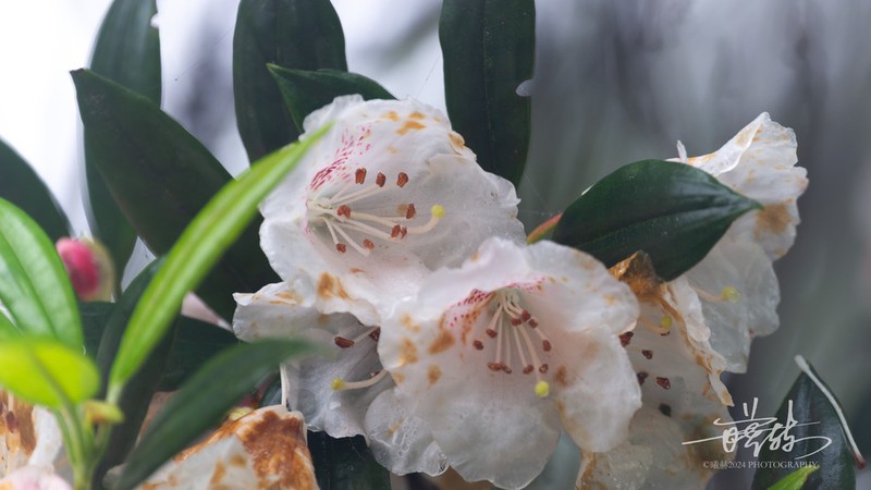 Rhododendron ziyuanense photo 2