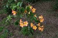 Rhododendron zoelleri