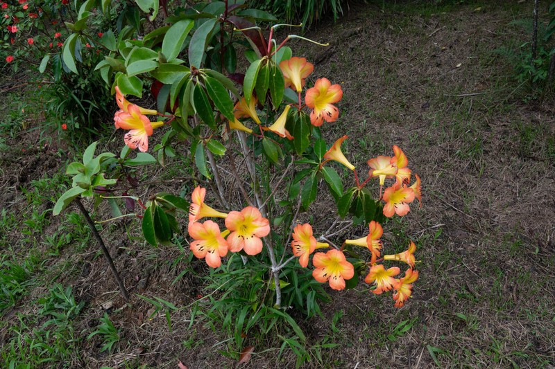 Rhododendron zoelleri