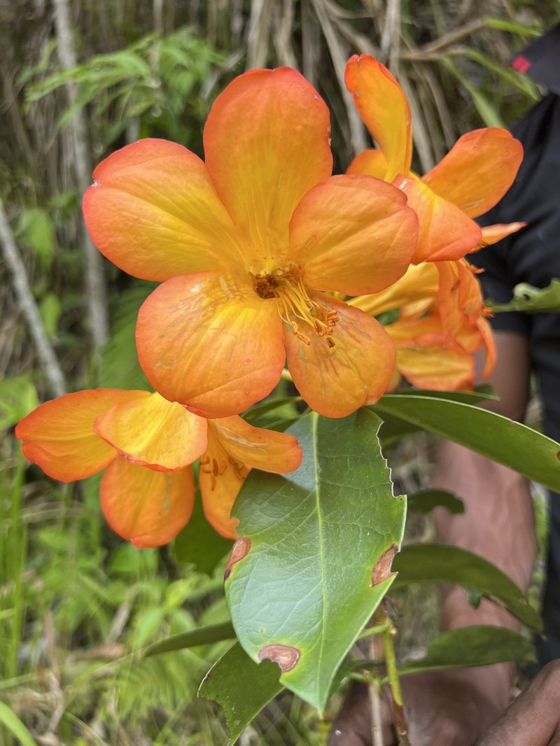 Rhododendron zoelleri photo 2