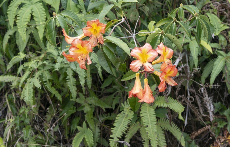 Rhododendron zoelleri photo 3