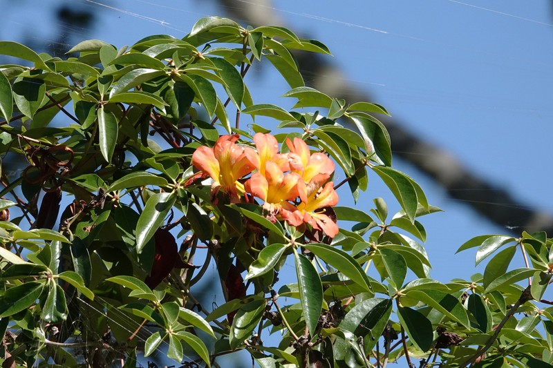 Rhododendron zoelleri photo 4