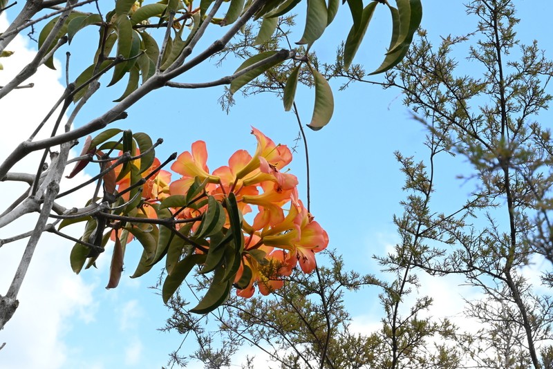 Rhododendron zoelleri photo 5
