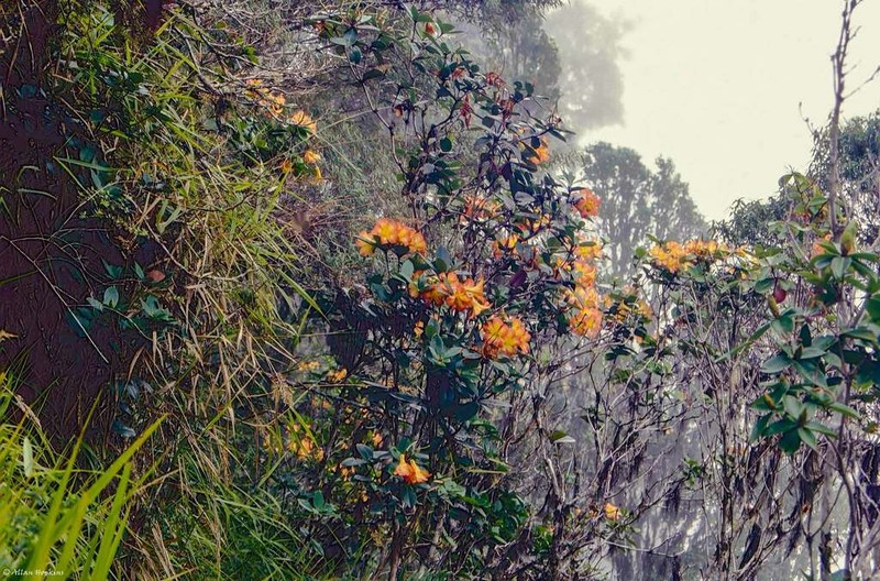 Rhododendron zoelleri photo 6