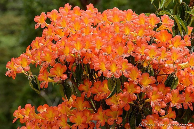 Rhododendron zoelleri photo 7