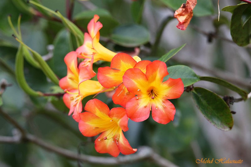 Rhododendron zoelleri photo 8