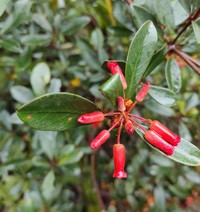Rhododendron zollingeri