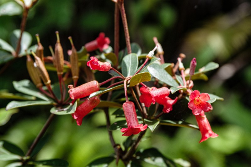 Rhododendron zollingeri photo 2