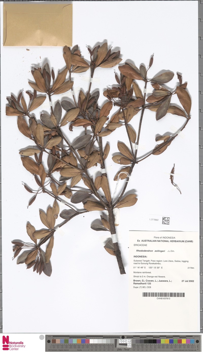 Rhododendron zollingeri photo 4